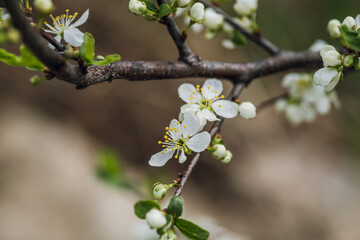 Blooming plum tree in the garden. Selective focus.