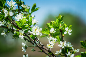 Blooming plum tree in the garden. Selective focus.