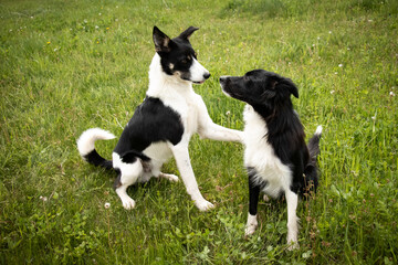 A Male Border Collie Dog Putting His Paw on the Shoulder of a Female Border Collie Dog