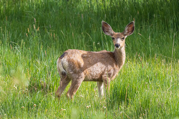 mule deer doe in a meadow