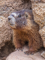 marmot in the mountains