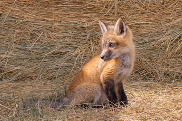 red fox cub