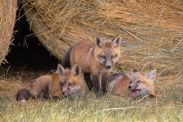 Fototapeta premium red fox cubs