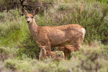 mule deer doe and fawn in the brush