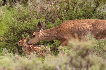 mule deer doe and fawn in the brush