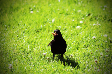 A blackbird foraging some prey near a canal on a warm and sunny day. The bird has found a worm that...