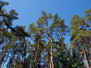 Fototapeta premium Forest landscape. Pine forest .yu sand and blue sky. Leningrad region, Russia.