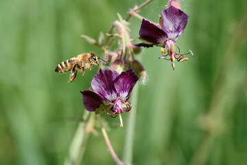 bees, blume, insecta, natur, makro, fliege, blütenstaub,