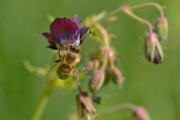 blume, bees, insecta, natur, makro, fliege, sommer