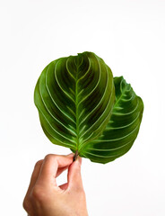 Hand holding leaves of Maranta leuconeura &lsquo;Massangeana&rsquo;, NOID, or cat moustache, Prayer houseplant. Closeup of silver midvein framed by a blush of purple-black. Isolated on white background, copyspace
