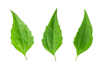 Green tiger leaves used as a hemostatic herb, isolated on white background with clipping path