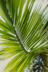 Obraz premium Leaves of palm tree on blue sky, summertime travel background. Tropical nature banner. Template for business, covers, cosmetics packaging, interior decoration, phone case.