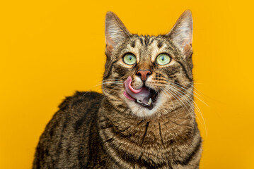 Portrait of a striped cat on a yellow background. cat licks his lips