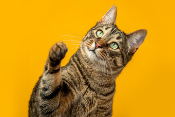 Portrait of a striped cat on a yellow background.
The cat raised its paw and carefully looks at the...