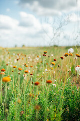 Flores en un campo de otoño