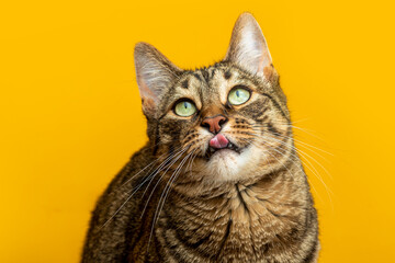 Portrait of a striped cat on a yellow background. cat licks his lips