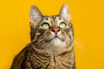 Portrait of a striped cat on a yellow background.
The cat looks at the object