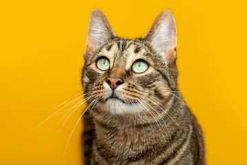Portrait of a striped cat on a yellow background.
The cat looks at the object