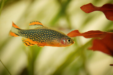 Danio margaritatus Freshwater fish, celestial pearl danio in the aquarium, is often as often referred as galaxy rasbora or Microrasbora Galaxy. Animal aquascaping photography with a focus gradient.