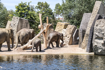 Elephant in Amsterdam Artis Zoo. Amsterdam Artis Zoo is oldest zoo in the country. Amsterdam, the...