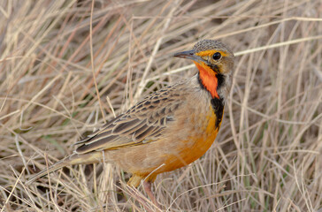 Stunning Cape longclaw alert in the grass