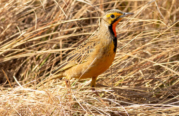Cape longclaw in an African grassland