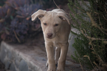 Cachorro labrador blanco