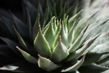 Flor de cactus