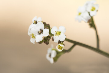 Crambe hispanica Hispanic crambe small and beautiful white flower with a waxy appearance with yellowish green stamens on a reddish natural background