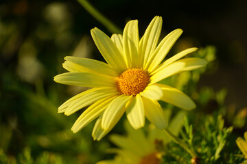 Yellow spring daisy in the spring sun close up view