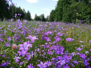 lavender field in the spring