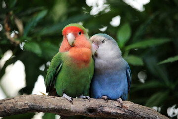 Lovebird couple cuddling on a tree branch