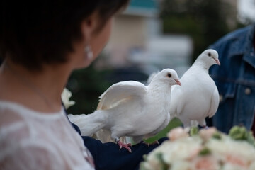 Wedding pigeons. White birds are symbol of love. Details of wedding ceremony. Birds in newlyweds.