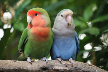 Fototapeta na wymiar Lovebird couple cuddling on a tree branch