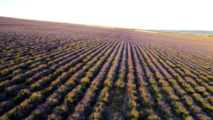 Top view of purple rows of lavender field. Shot. Beautiful landscape of lavender field. Farmer's field of fragrant and useful lavender bushes