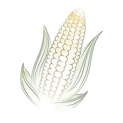 Isolated watercolor sketch of a corn Vector