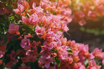 bougainvillea in bloom close-up. A popular plant for decorative purposes - obrazy, fototapety, plakaty
