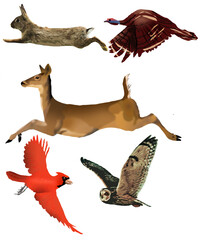 Naklejka premium A rabbit, wild turkey, white tail deer, cardinal a flying owl are seen as 3-d illustrations to be used as a graphic resource.