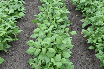 Green Bean Plants in a Vegetable Garden