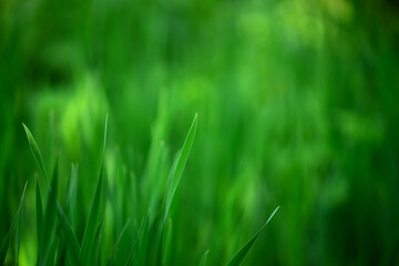 Summer green background with artistic blur. Green grass in a clearing. Bright summer background for text.