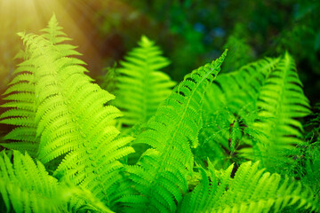 Photo of green fern leaves in a natural environment. Tropical fern.