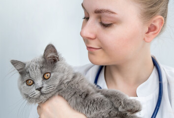 Close-up of smiling woman veterinarian holding small gray kitten. Medical examination of cat in vet clinic and veterinary medicine concept