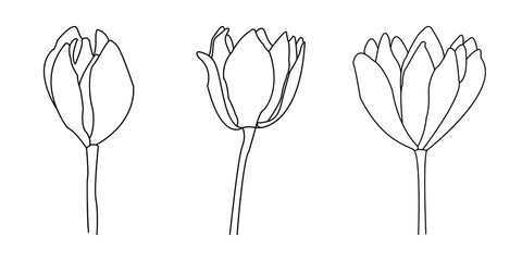 Flowers Line Illustration. Minimalist Prints Set.