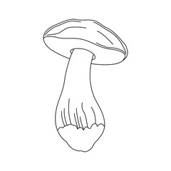 Vector mushroom on white background. Illustration healthy organic.