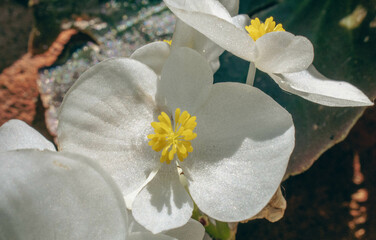 Begonia