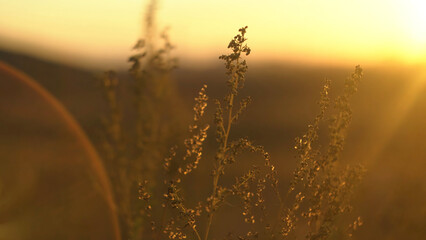 Wild grass with backlit in golden sun light. Landscape with dry steppe grass. Steppe grass in the...