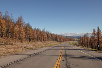 Burned Forest in California