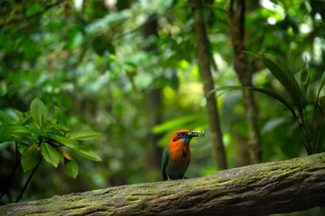 Badezimmer Foto Rückwand Exotic bird in the tropical jungle © quickshooting