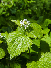 Garlic mustard, Allium petriolata, flowering in the UK