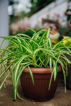 Spider plant or Chlorophytum bichetii (Karrer) Baker in a brown pot. A houseplant. A pot with a plant on the street in the yard of the house.